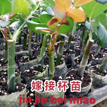 云南玫瑰苗嫁接四季玫瑰杯苗产量高成活高带土发货