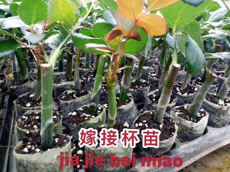 云南玫瑰苗嫁接四季玫瑰杯苗产量高成活高带土发货