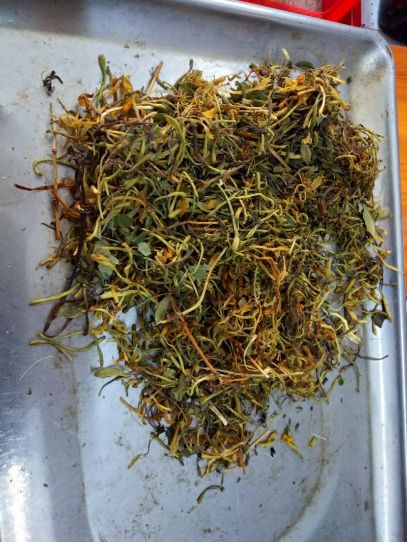 野生金银花