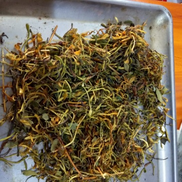 野生金银花