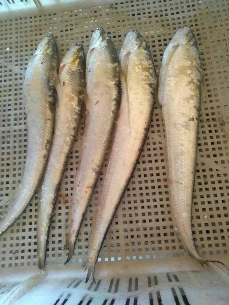 纯野生江鲤鱼，江刀鱼！
