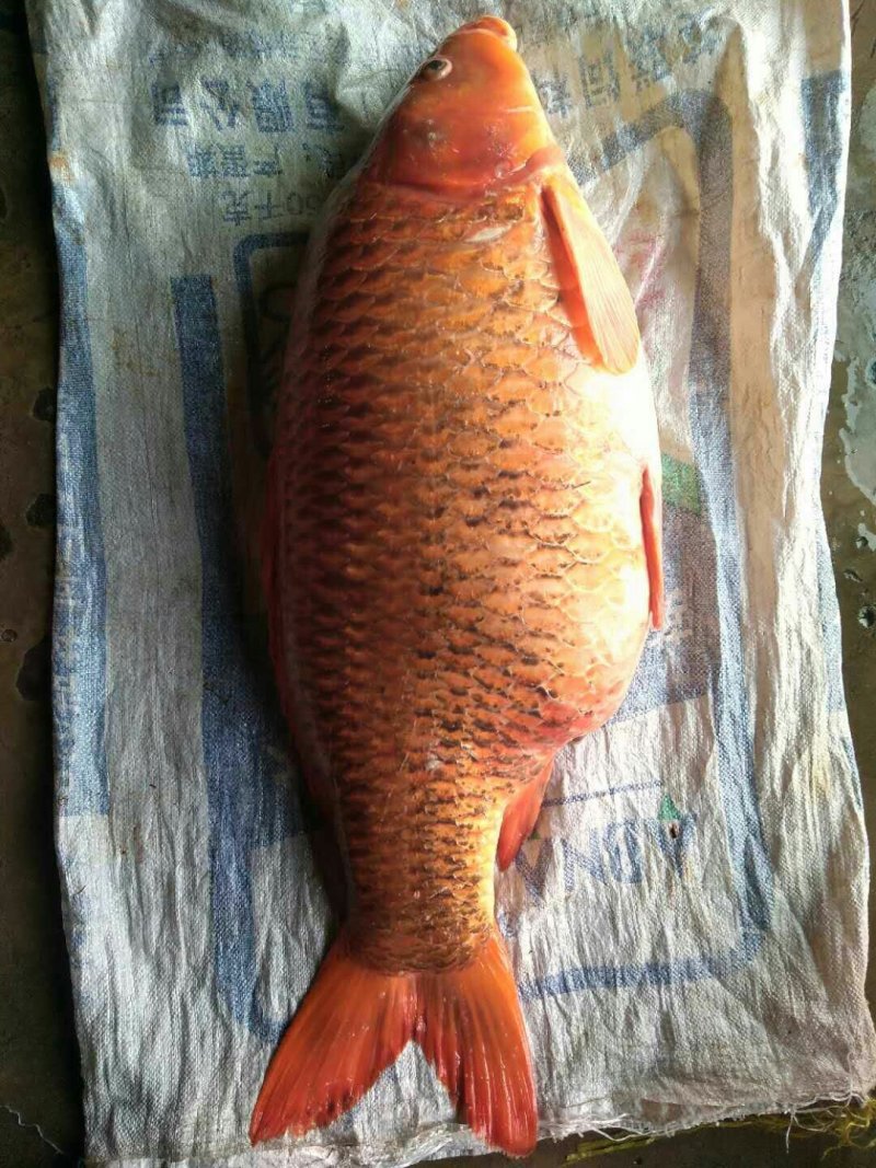 纯野生江鲤鱼，江刀鱼！