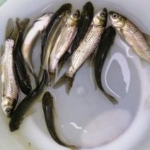 草鱼苗鲩鱼苗高效养殖可与淡水精品鱼苗混养