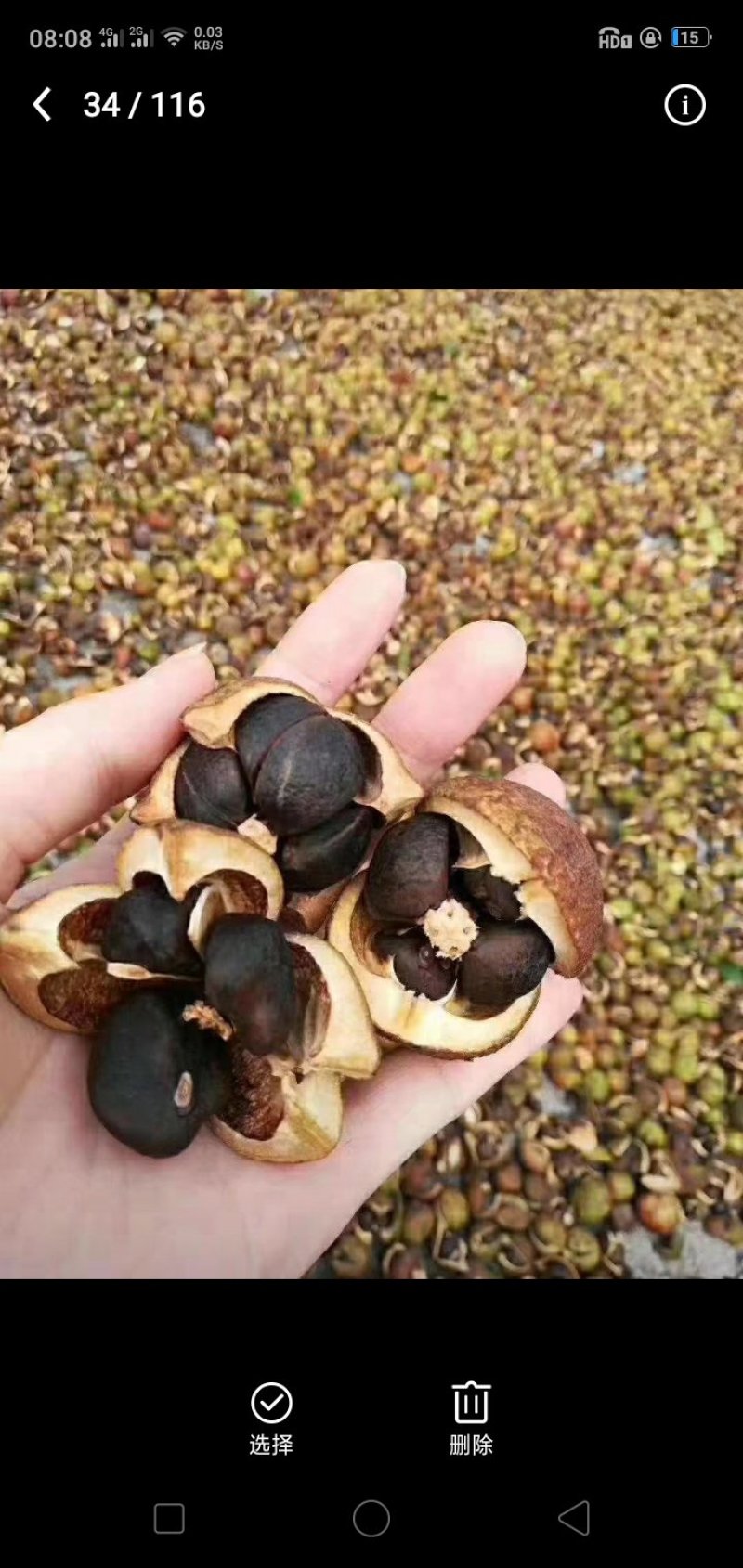 山茶籽油