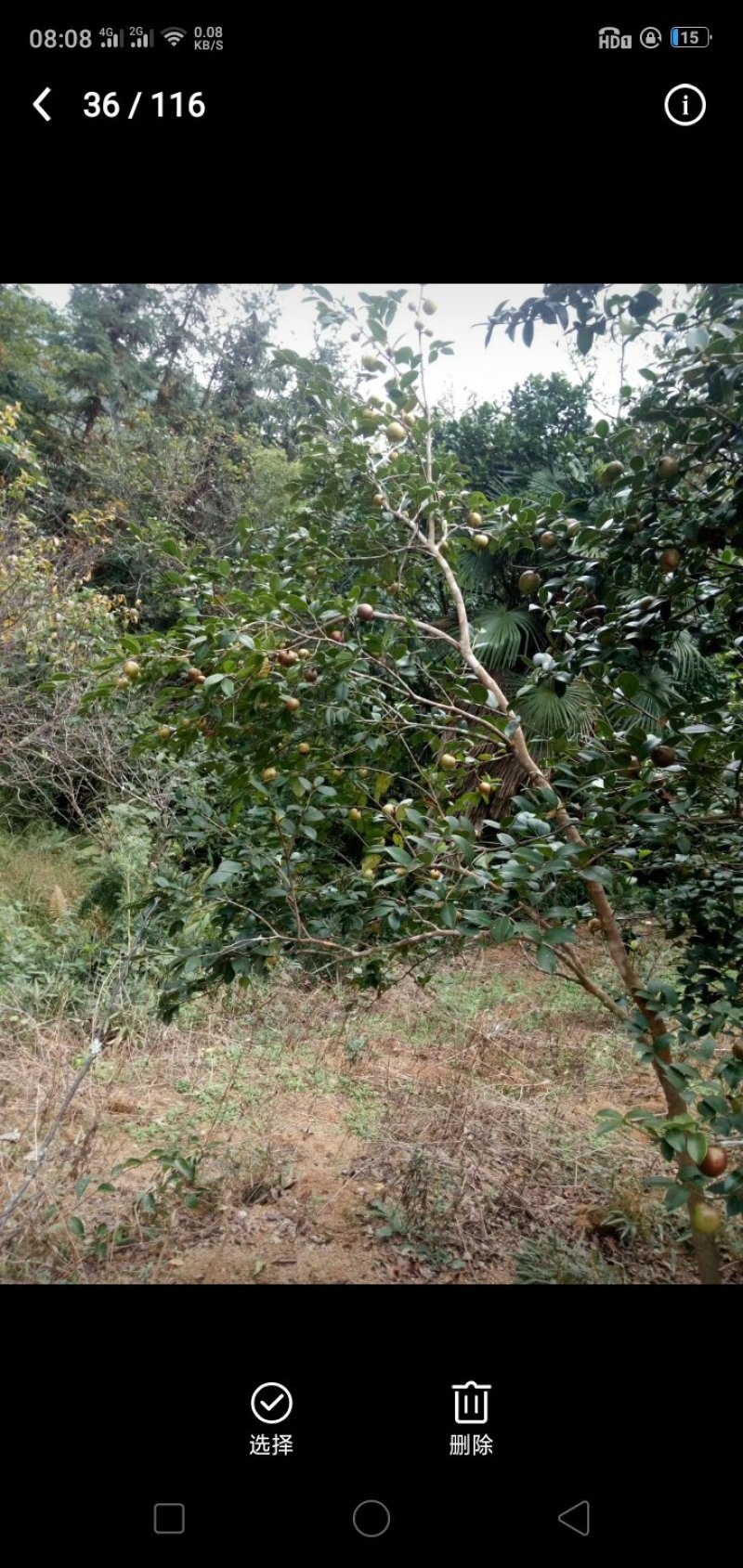 山茶籽油