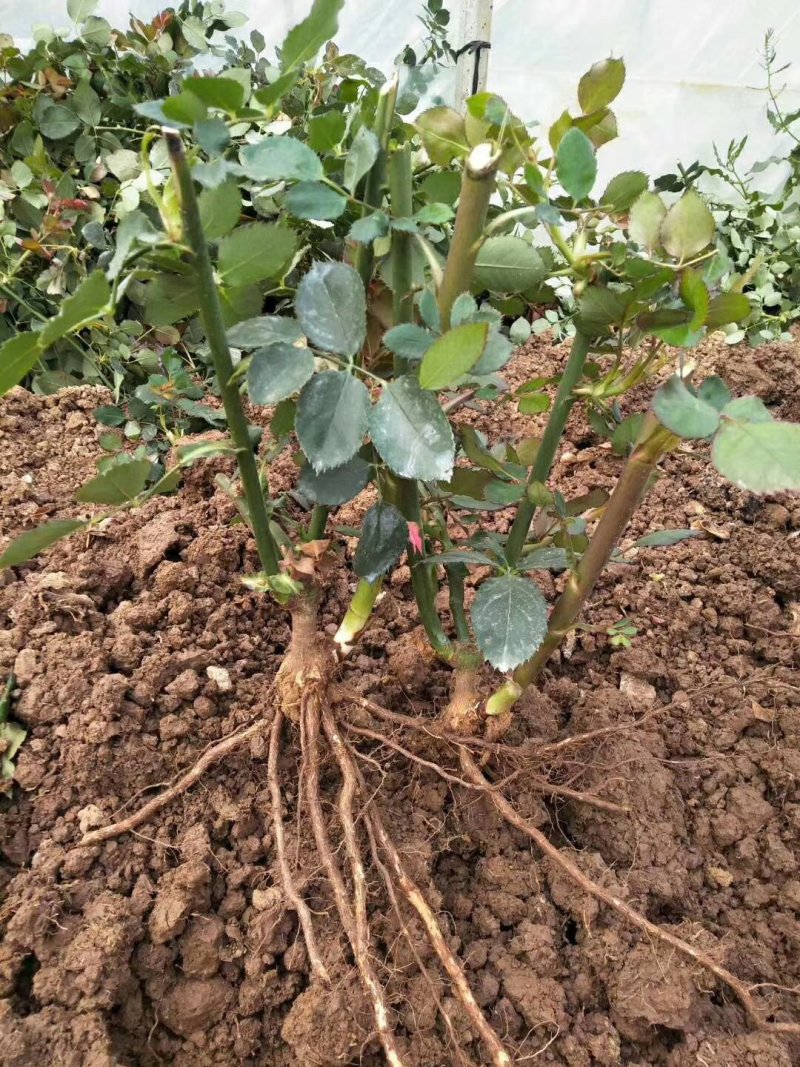 1-2年玫瑰大苗月季大苗站枝好绿化园林工程苗量大从优