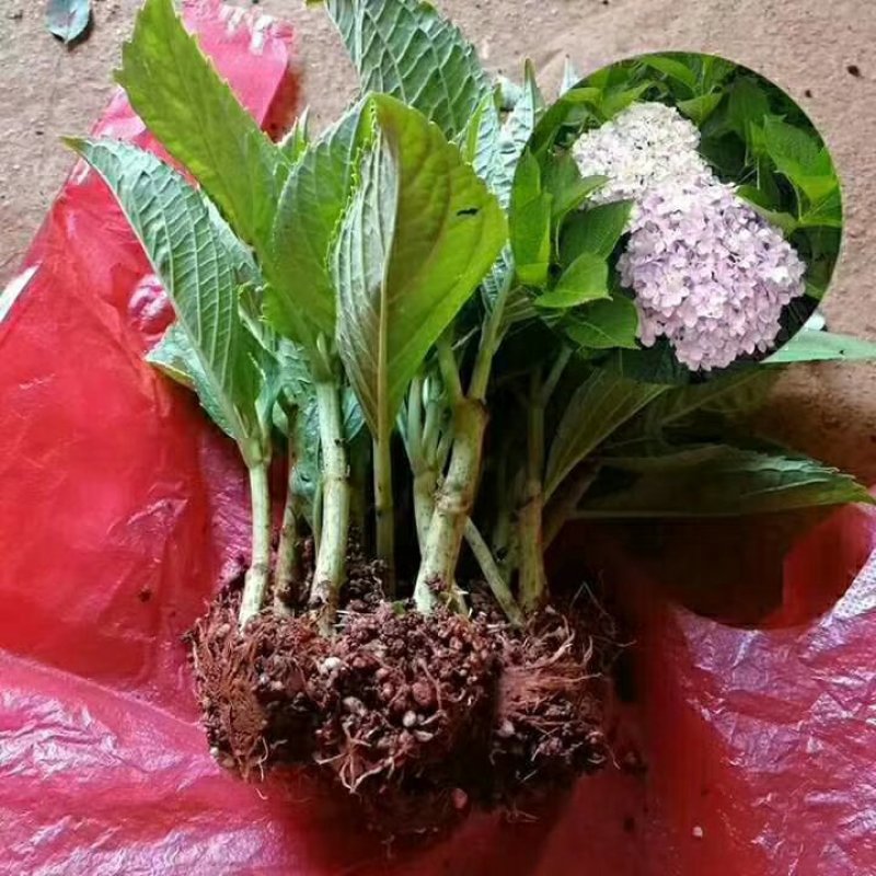 八仙花绣球苗重瓣无尽夏四季开花不断盆栽花观赏