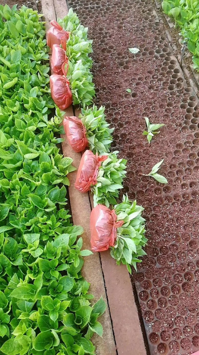 八仙花绣球苗重瓣无尽夏四季开花不断盆栽花观赏