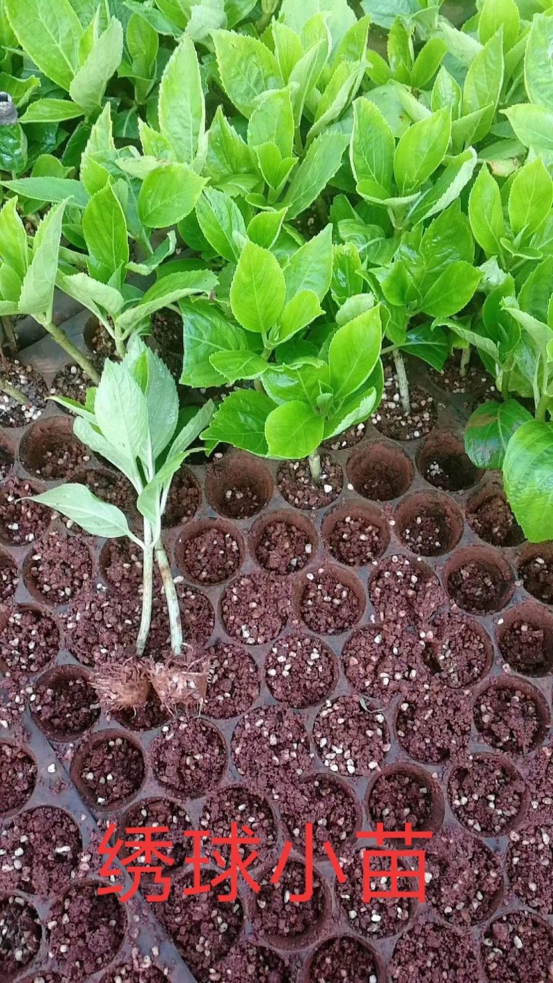 八仙花绣球苗重瓣无尽夏四季开花不断盆栽花观赏
