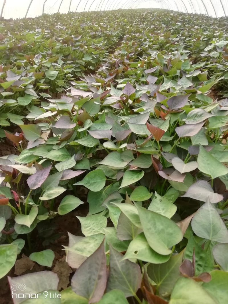 大量供应商薯19红薯苗脱毒红薯苗，基地直供，高产高淀粉。