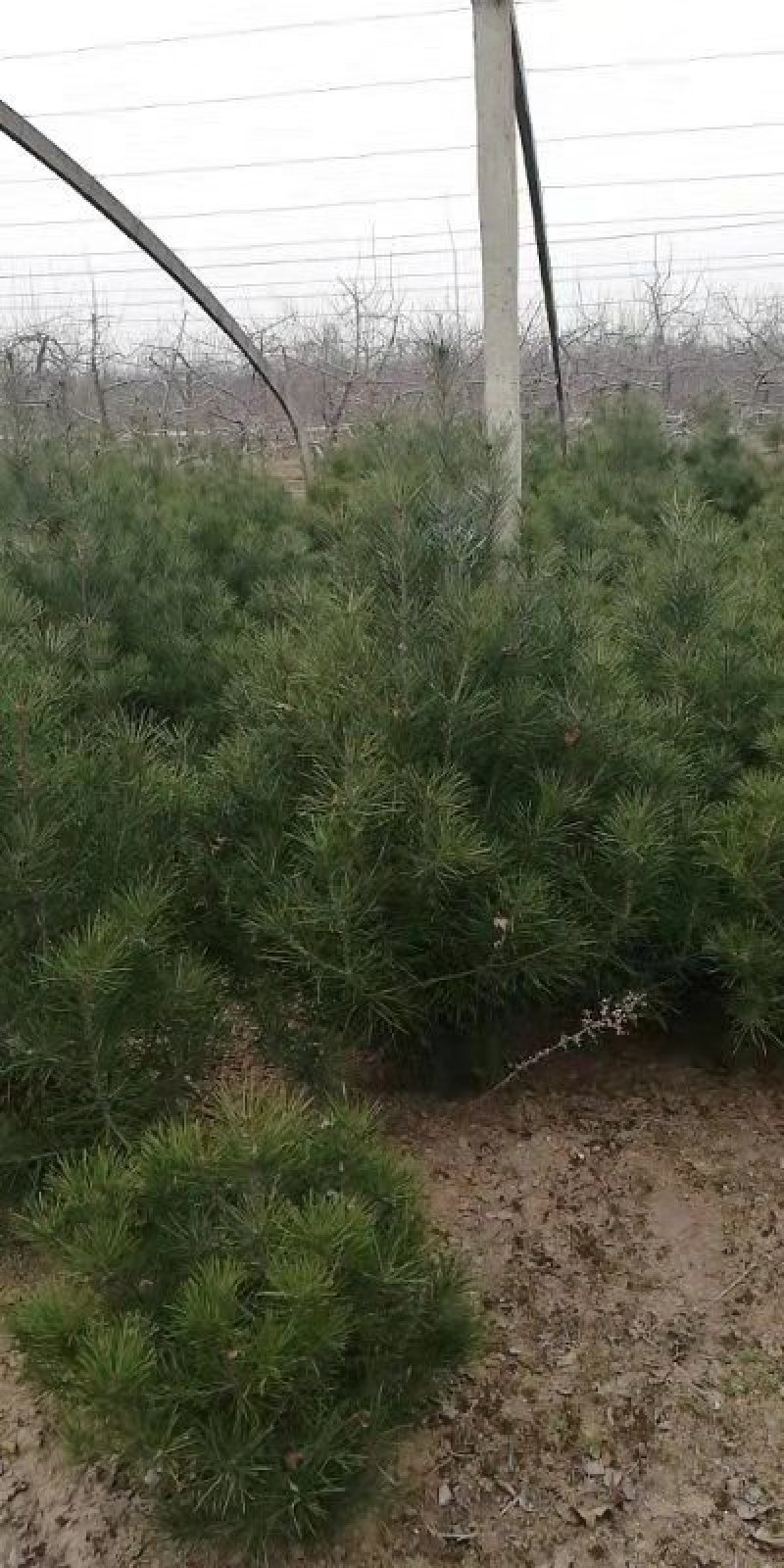 白皮松