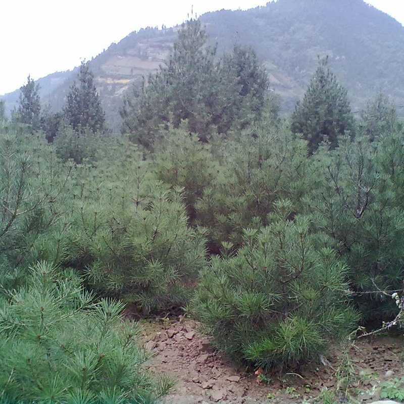 白皮松