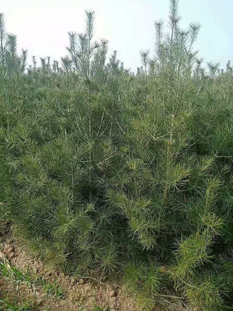 白皮松