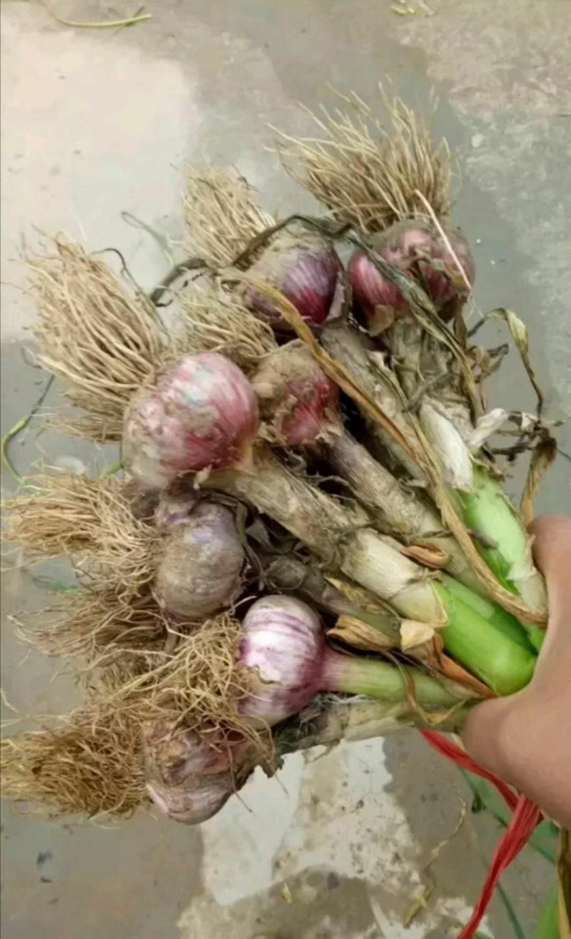 打捆蒜头，20个一捆