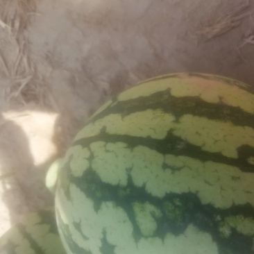 8424早佳无籽西瓜