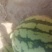 8424早佳无籽西瓜