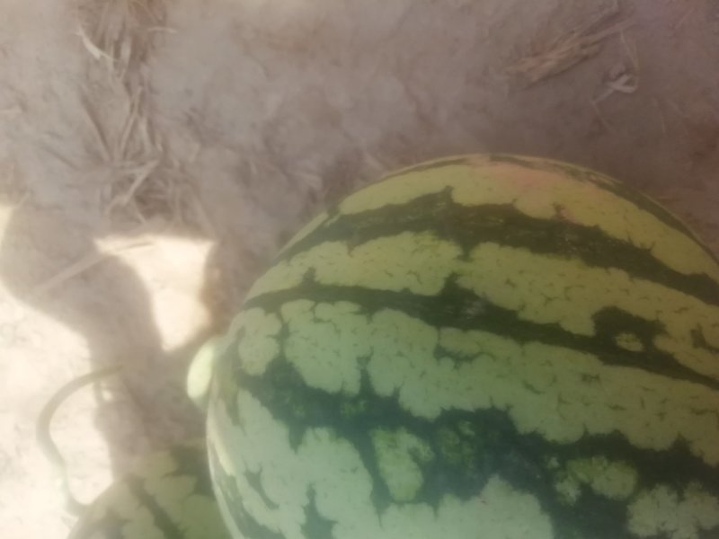 8424早佳无籽西瓜