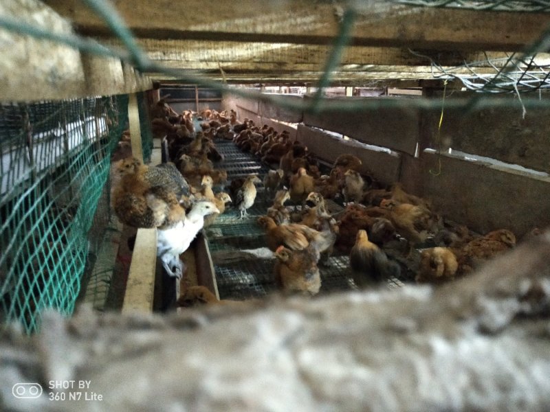 脱温土鸡苗乌鸡苗销售