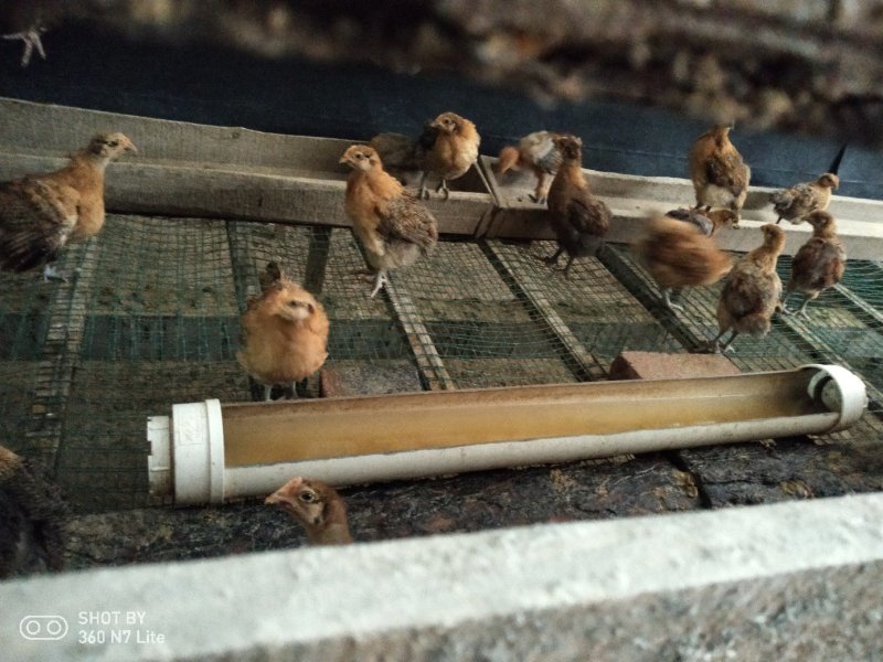 脱温土鸡苗乌鸡苗销售