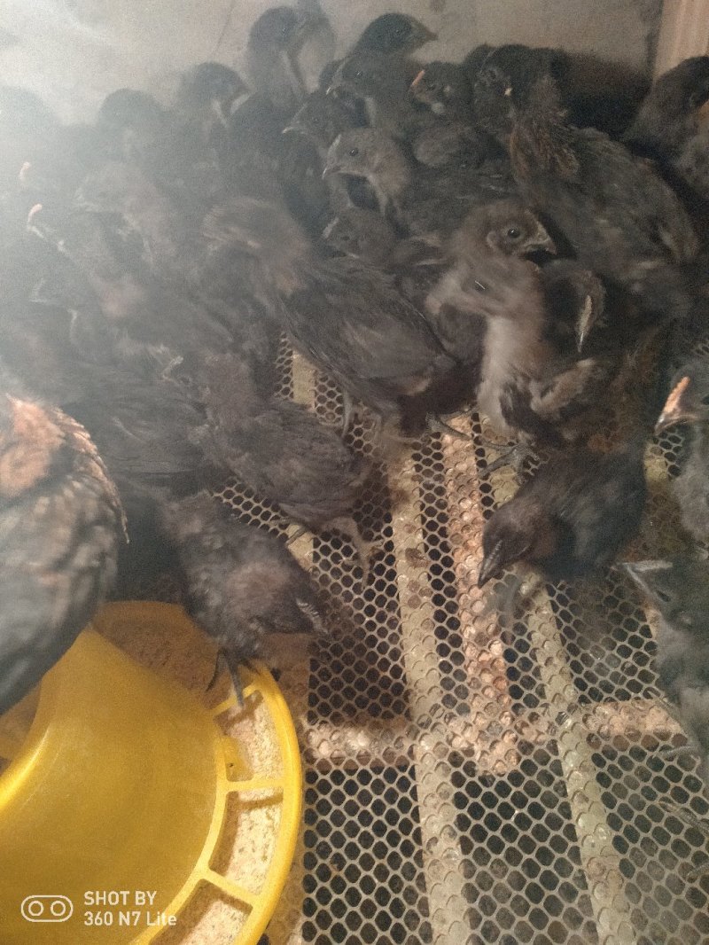 脱温土鸡苗乌鸡苗销售