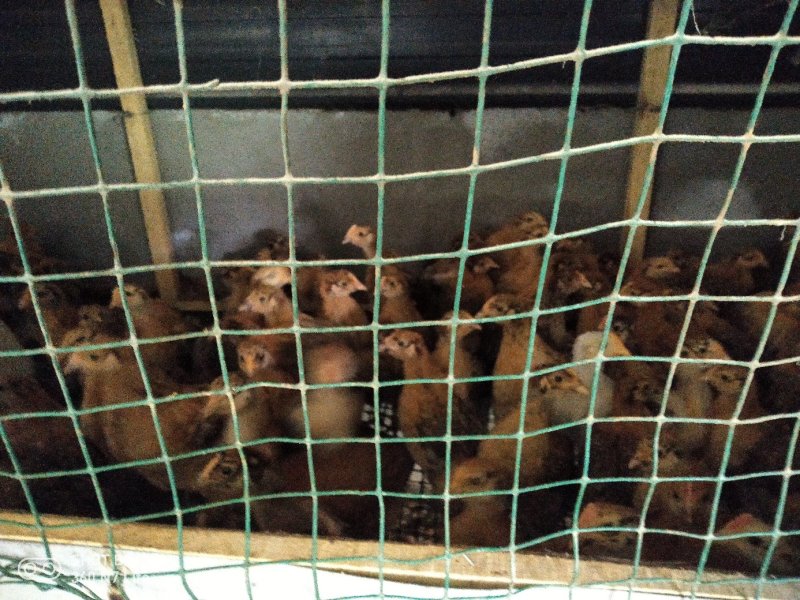 脱温土鸡苗乌鸡苗销售