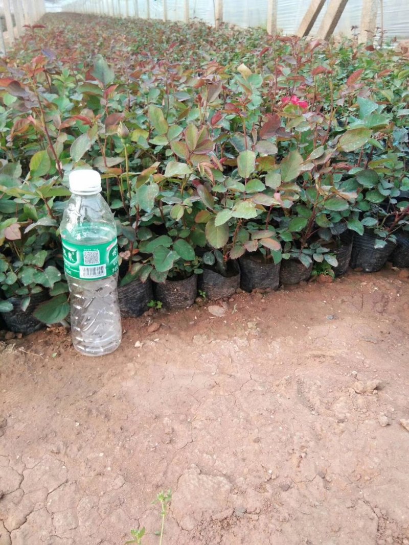 月季基地直销丰花红帽品种月季欧月藤本货源足量大优惠