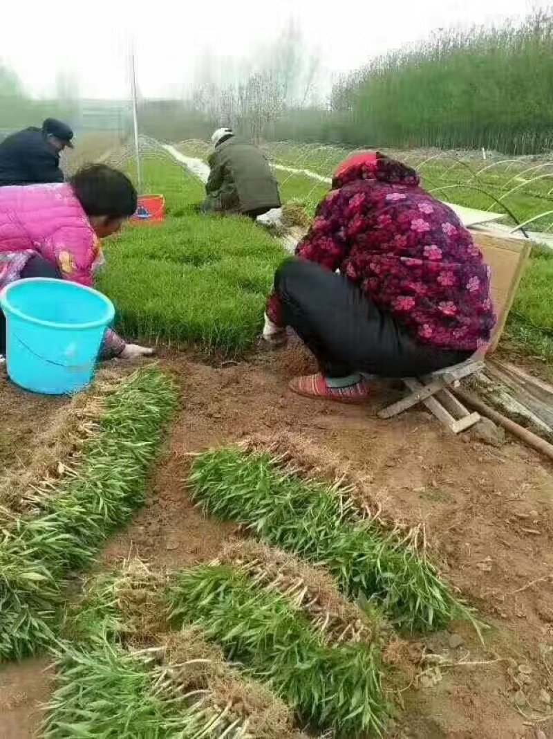 桃树芽苗嫁接新品种山桃树小苗高度5厘米价格便宜