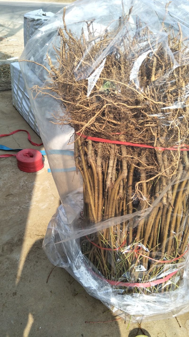 桃树芽苗嫁接新品种山桃树小苗高度5厘米价格便宜