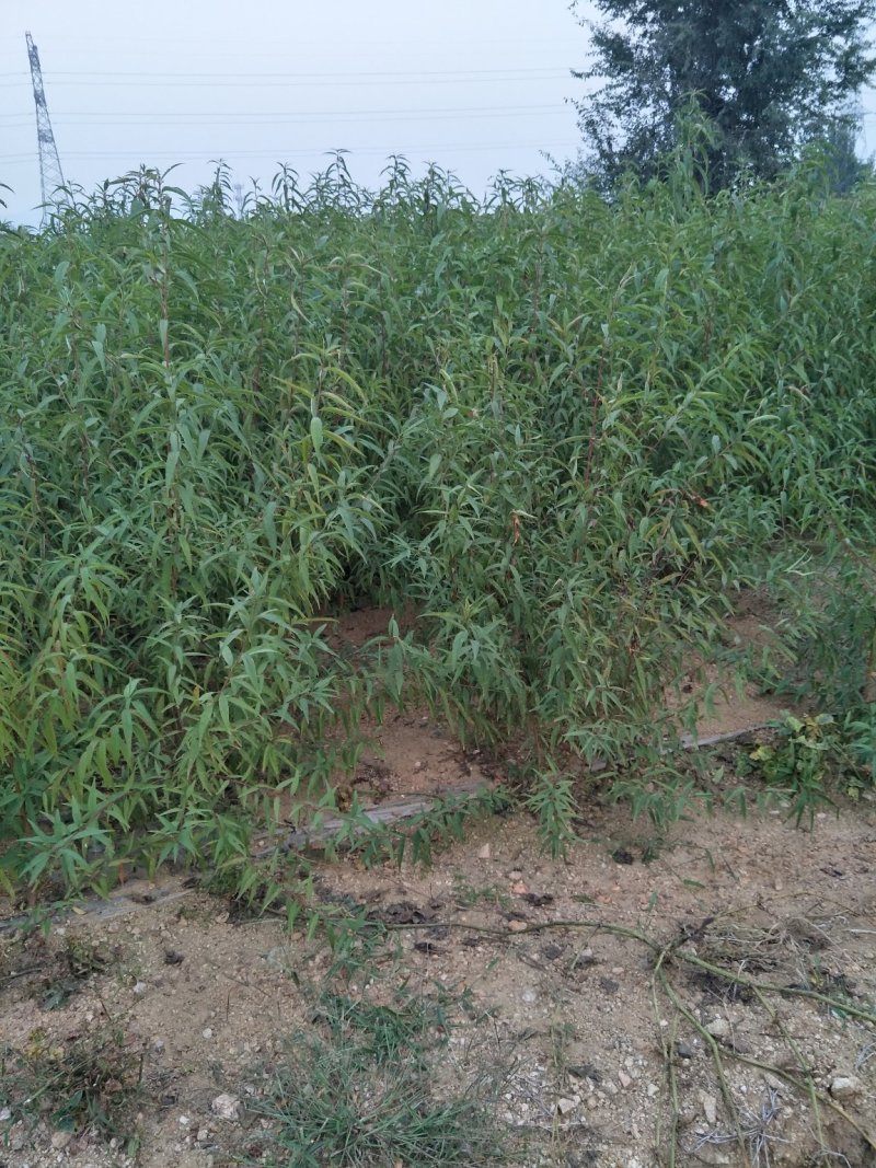 桃树芽苗嫁接新品种山桃树小苗高度5厘米价格便宜