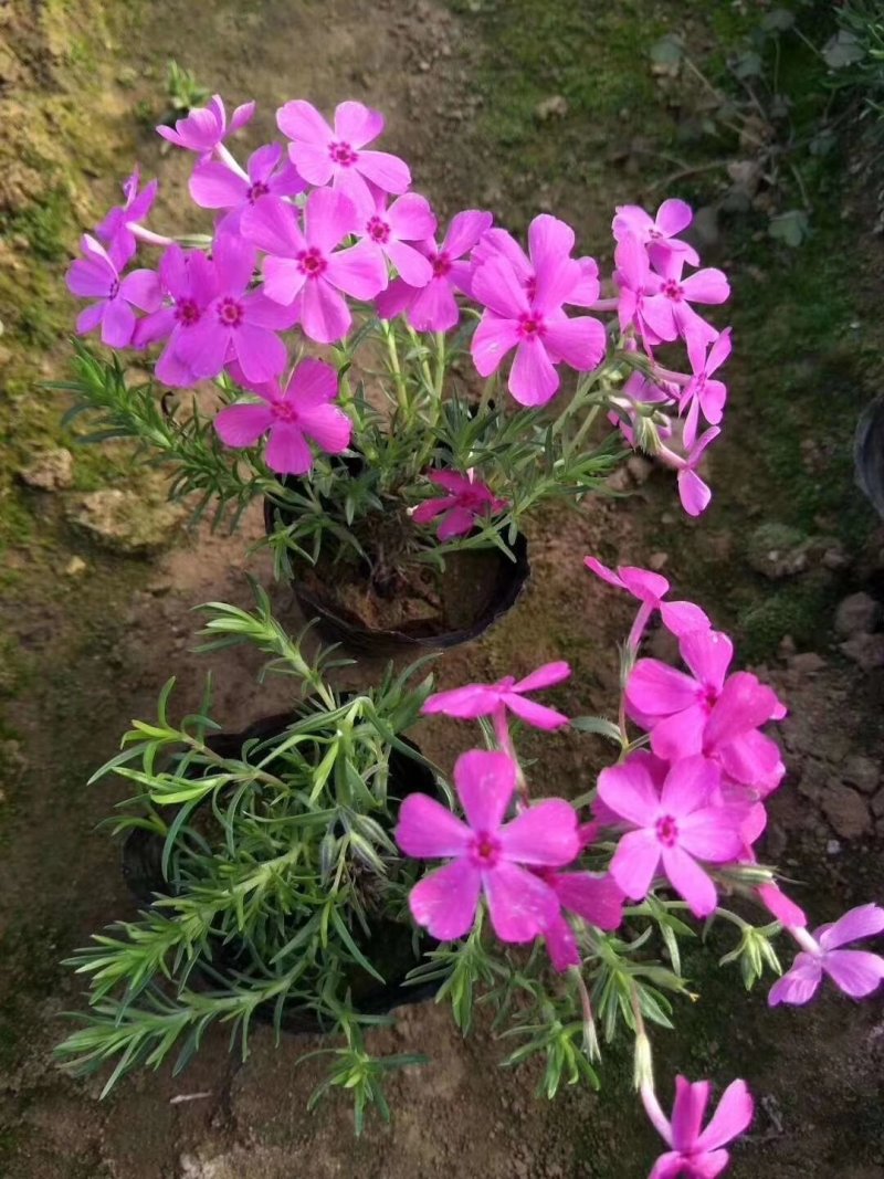 福禄考
