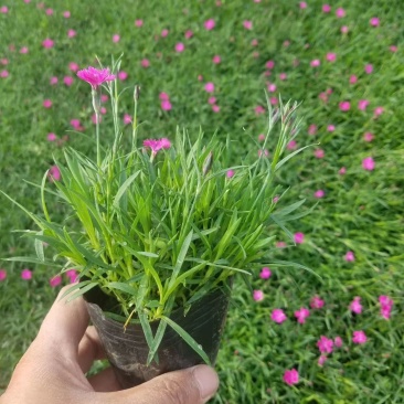 基地直销宿根花卉欧石竹地被菊，工程造型绿化规格齐量大优惠