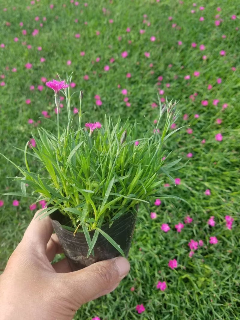 基地直销宿根花卉欧石竹地被菊，工程造型绿化规格齐量大优惠