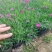 基地直销宿根花卉欧石竹地被菊，工程造型绿化规格齐量大优惠