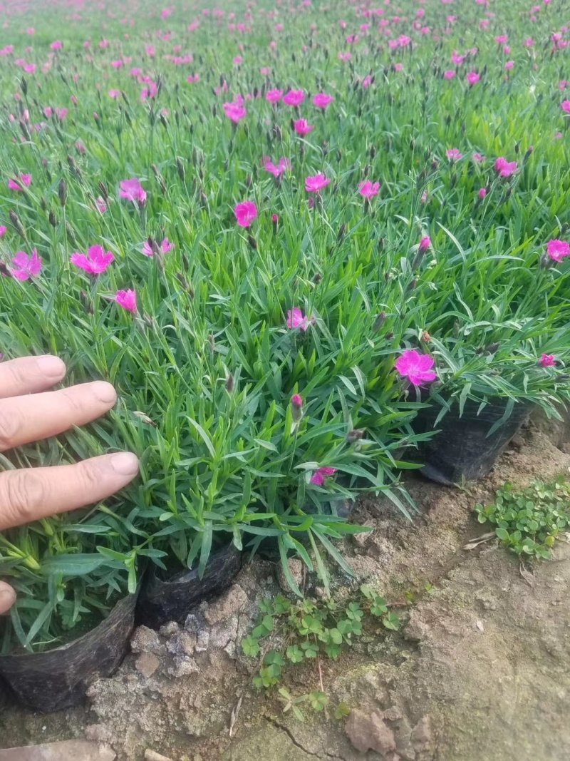 基地直销宿根花卉欧石竹地被菊，工程造型绿化规格齐量大优惠