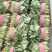 河南黑叶菠菜，20一25公分，全国代发，可以实地看货