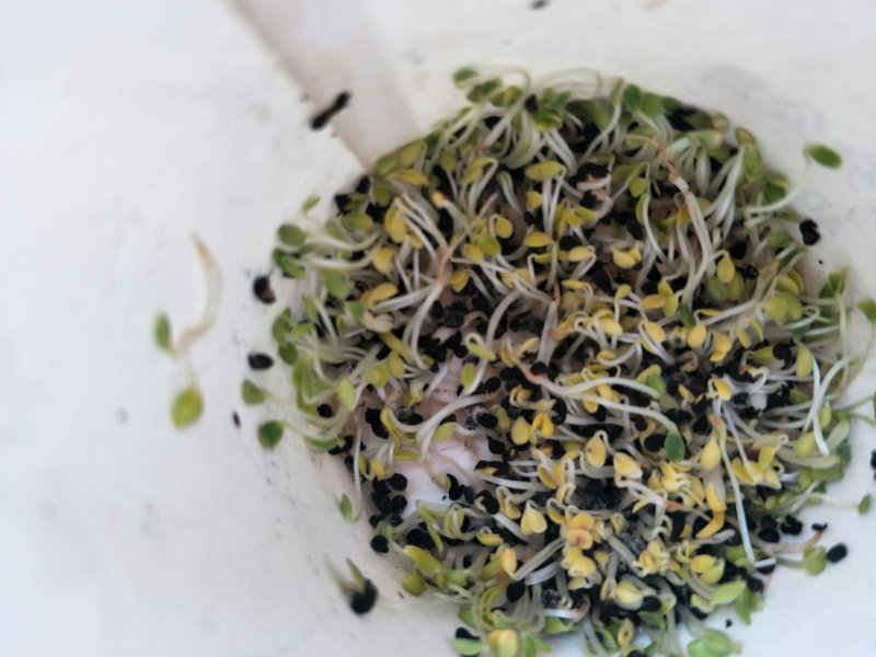 黄芩种子，纯新黄芩种子，发芽高厂家直供包成活包回收