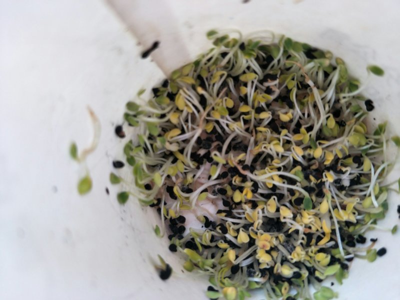 黄芩种子，纯新黄芩种子，发芽高厂家直供包成活包回收