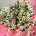 黄芩种子，纯新黄芩种子，发芽高厂家直供包成活包回收