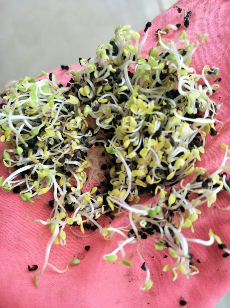 黄芩种子，纯新黄芩种子，发芽高厂家直供包成活包回收