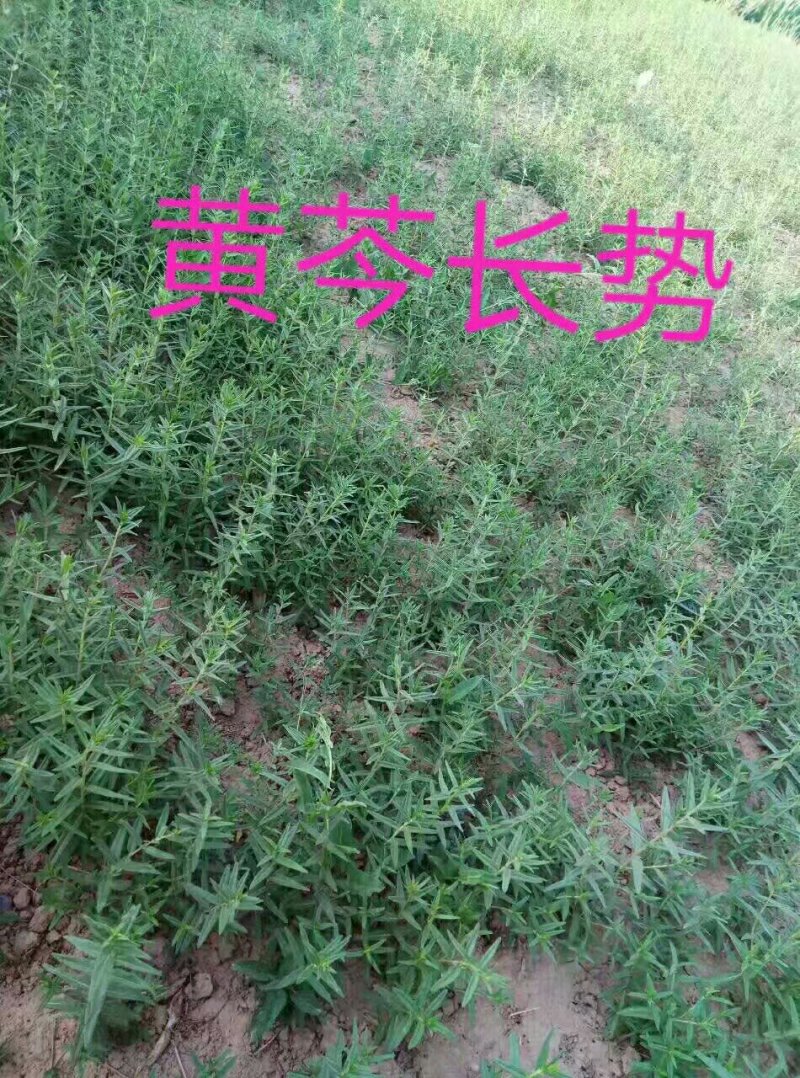 黄芩种子，纯新黄芩种子，发芽高厂家直供包成活包回收