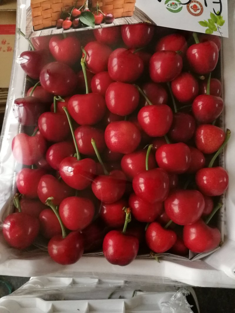 平度云山大樱桃货量充足品种多