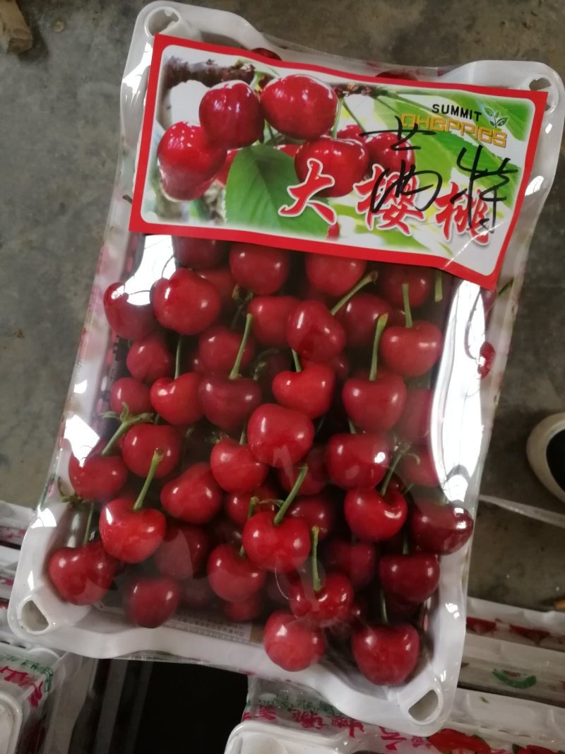 平度云山大樱桃货量充足品种多