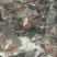绿头野鸭青年母鸭