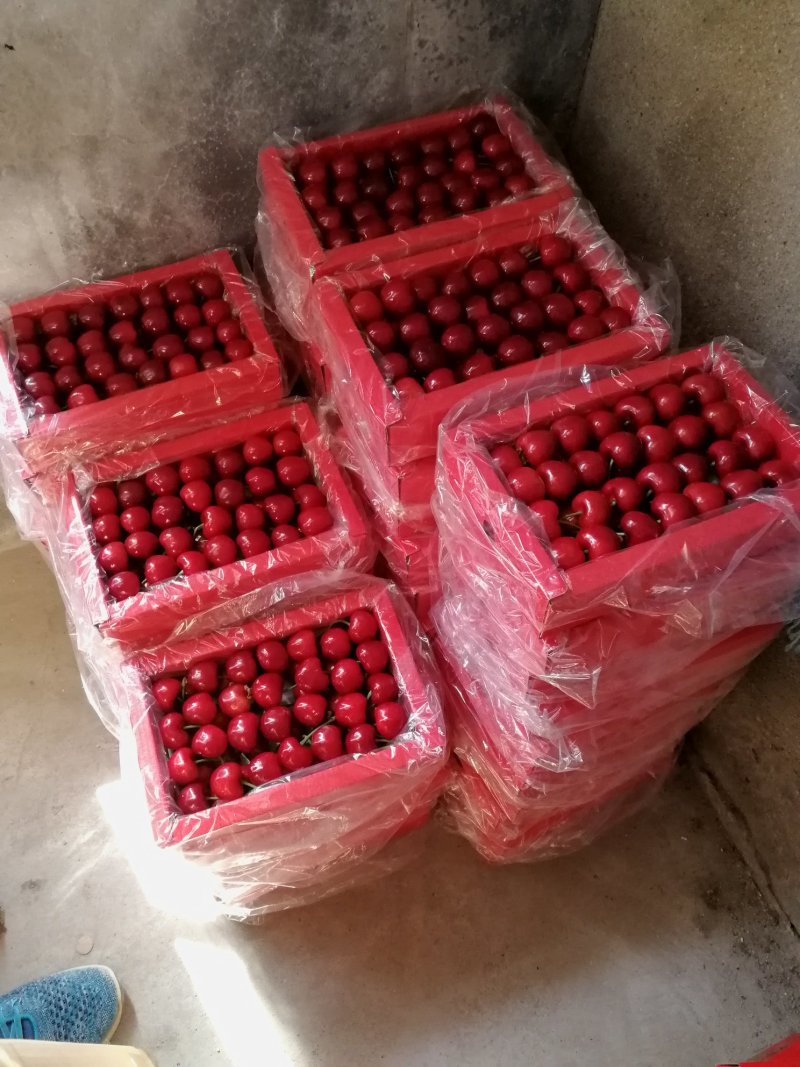 平度云山大樱桃货量充足品种多