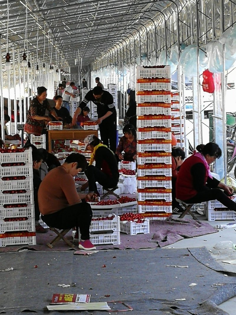 平度云山大樱桃货量充足品种多