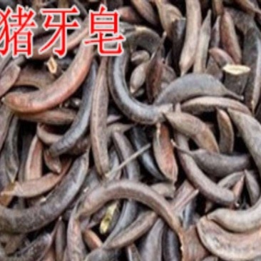 正品野生猪牙皂，干度好无霉变，个头短果荚饱满，产地直供