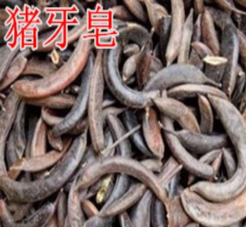 正品野生猪牙皂，干度好无霉变，个头短果荚饱满，产地直供
