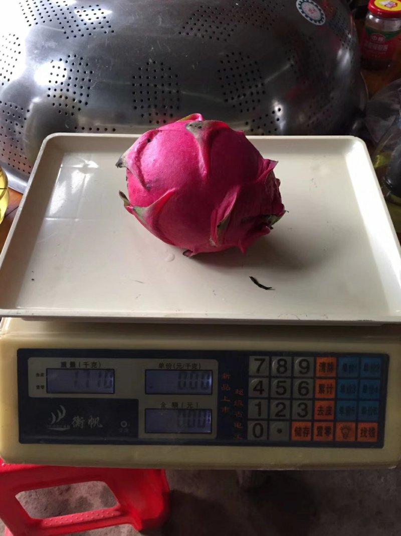 新鲜台湾大红心火龙果苗