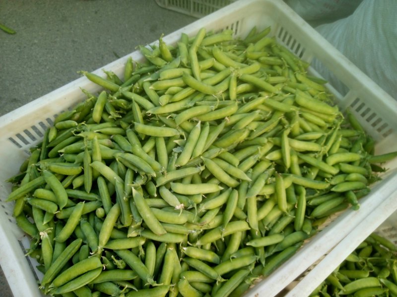 优质豌豆角