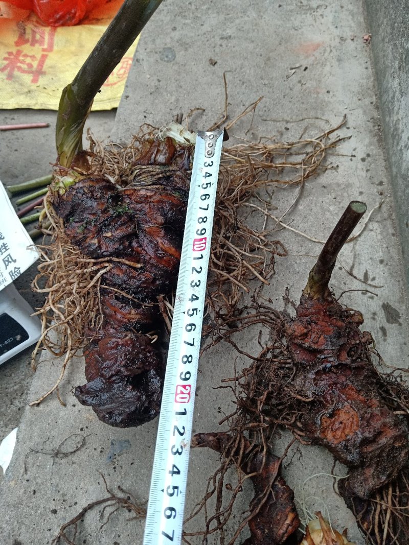 七叶一枝花、重楼顺丰包邮